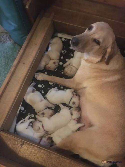 Beautiful Labrador Puppies for sale in Ponsanooth, Truro - Image 5