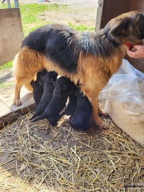 Labrador x German Shepherd for sale in The Perthy, Ellesmere - Image 5