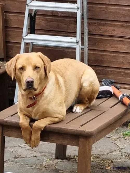 Stunning labrador retriever puppy's for sale in Upper Edmonton, Enfield, Greater London - Image 3