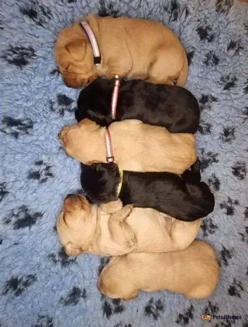 Health Tested Lab Puppies for sale in Earl Shilton, Leicestershire - Image 2