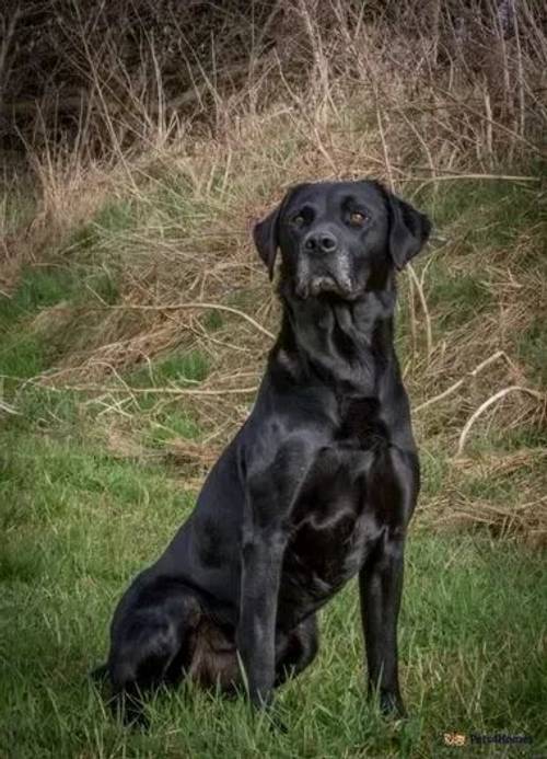 Health Tested Lab Puppies for sale in Earl Shilton, Leicestershire - Image 4