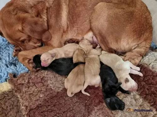 Health Tested Lab Puppies for sale in Earl Shilton, Leicestershire - Image 5