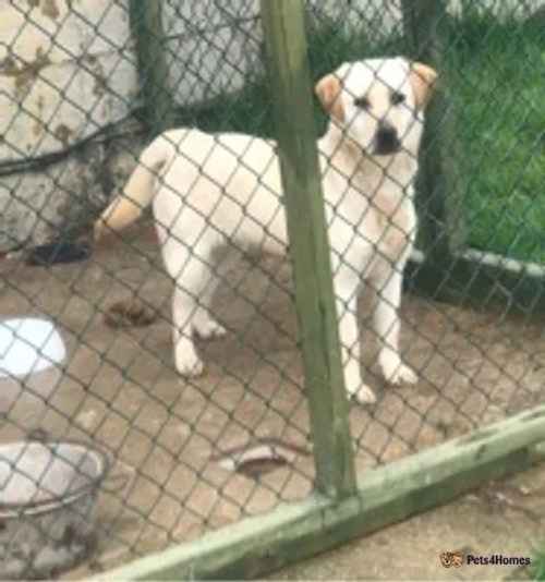 Labrador bitch for sale in Great Chart, Ashford - Image 1