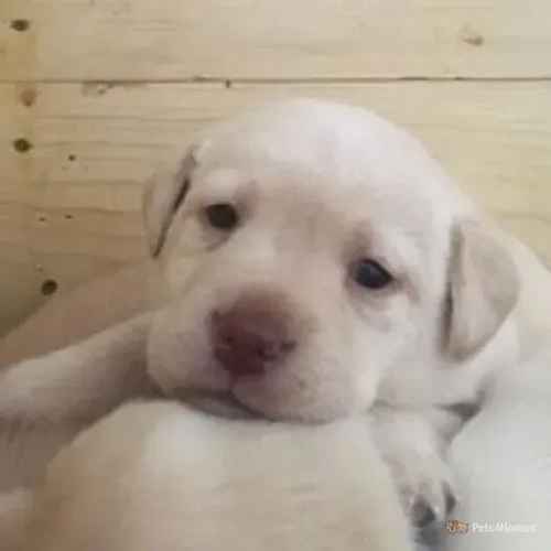 Yellow Labrador Puppies For Sale in Flint Cross, Cambridgeshire - Image 1