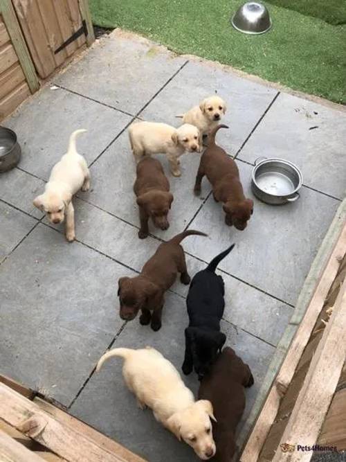 KC Labrador puppies for sale in Frodsham, Cheshire - Image 2