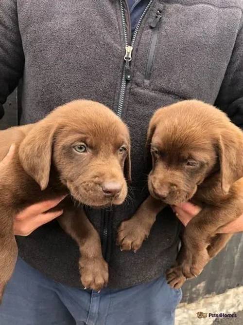 KC Labrador puppies for sale in Frodsham, Cheshire - Image 4