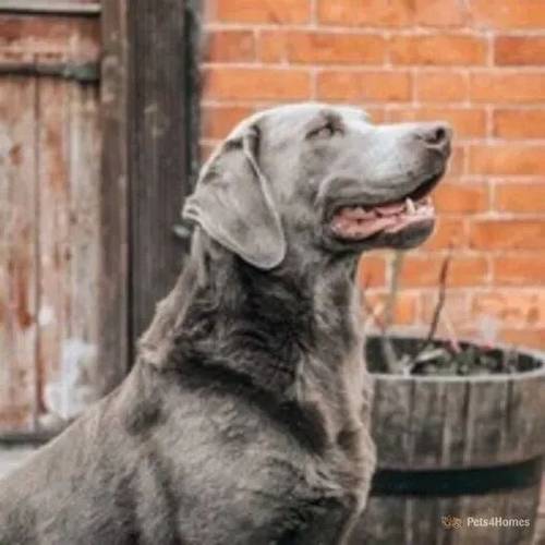 KC Silver Labradors - 5 Dogs/3 Bitches for sale in Little Totham, Maldon - Image 4