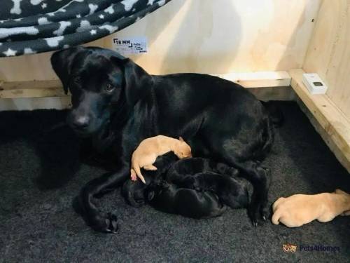 Litter of Working Labrador Retriever Puppies for sale in Lanner, Redruth - Image 1