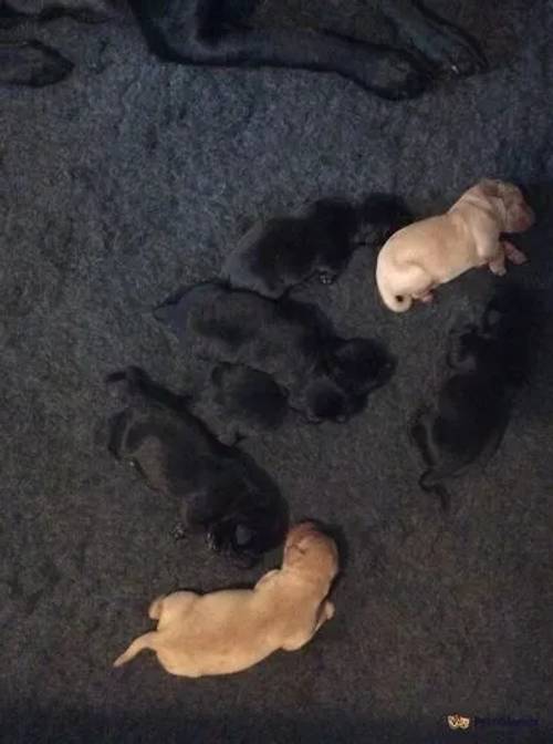 Litter of Working Labrador Retriever Puppies for sale in Lanner, Redruth - Image 2