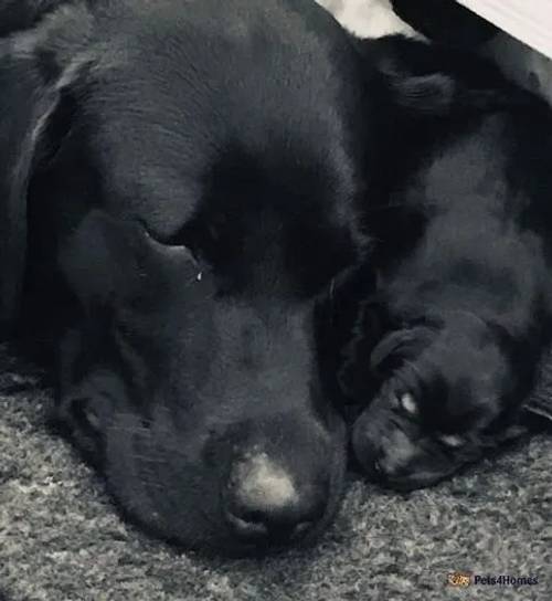 Litter of Working Labrador Retriever Puppies for sale in Lanner, Redruth - Image 3