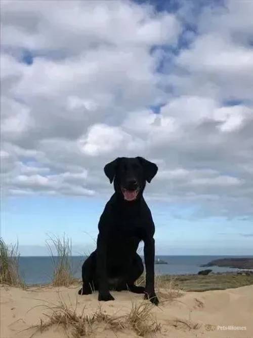 Litter of Working Labrador Retriever Puppies for sale in Lanner, Redruth - Image 4