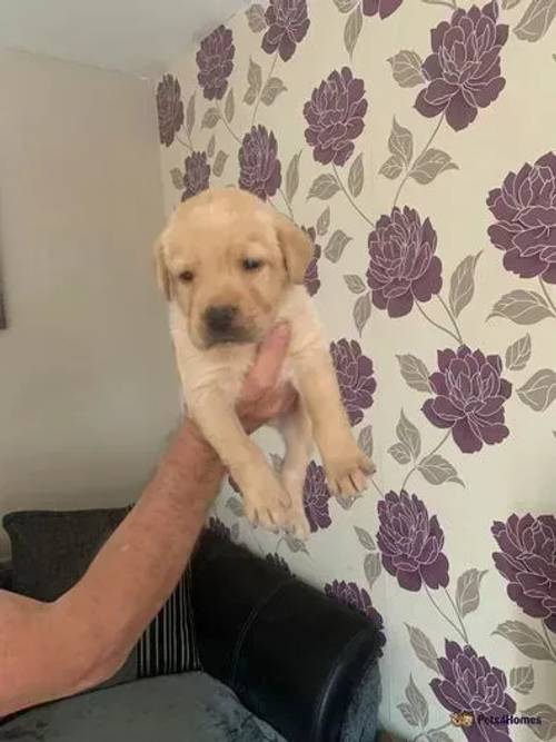 KC registered working Labrador puppies for sale in Wincanton, Somerset - Image 3