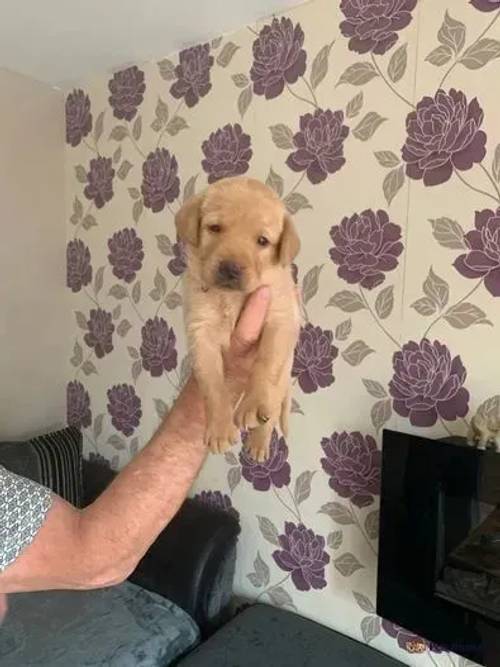 KC registered working Labrador puppies for sale in Wincanton, Somerset - Image 5