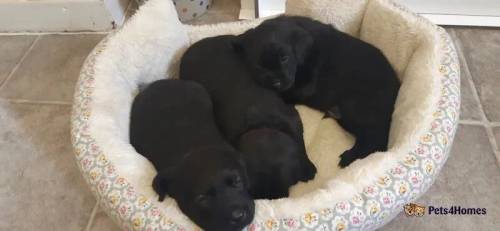 Black KC Registered Labrador Puppies for sale in Knightley, Staffordshire - Image 1