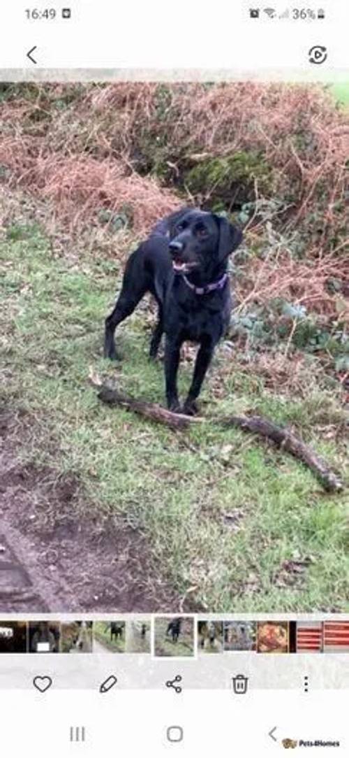 Black KC Registered Labrador Puppies for sale in Knightley, Staffordshire - Image 3