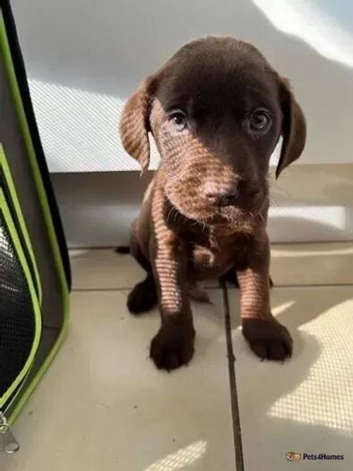 Beautiful Labrador puppies for sale in Bexleyheath, Bexley, Greater London - Image 1