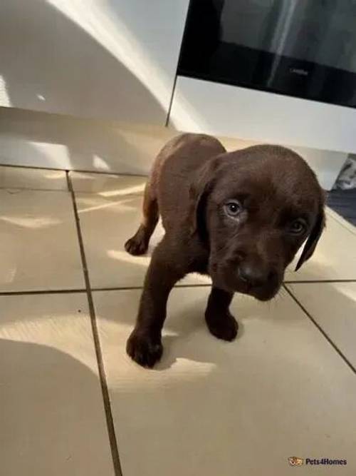 Beautiful Labrador puppies for sale in Bexleyheath, Bexley, Greater London - Image 3