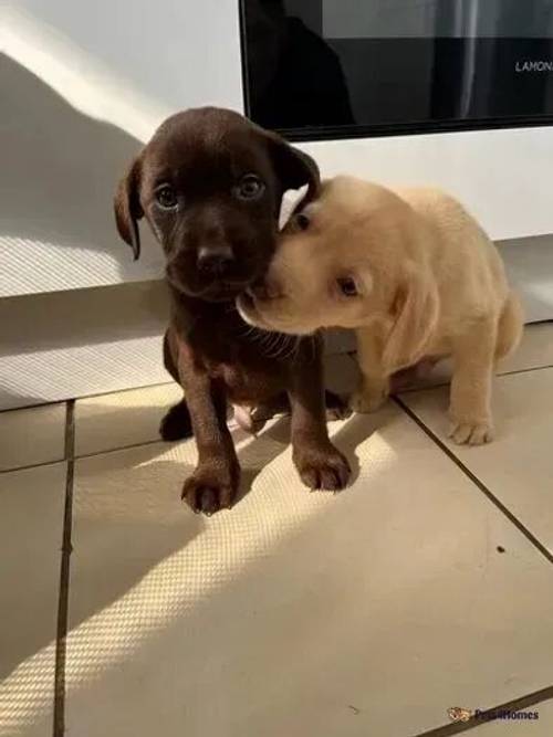 Beautiful Labrador puppies for sale in Bexleyheath, Bexley, Greater London - Image 4