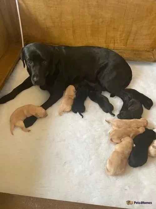 KC red DNA Tested Labrador puppies for sale in Hetton-le-Hole, Houghton le Spring - Image 1