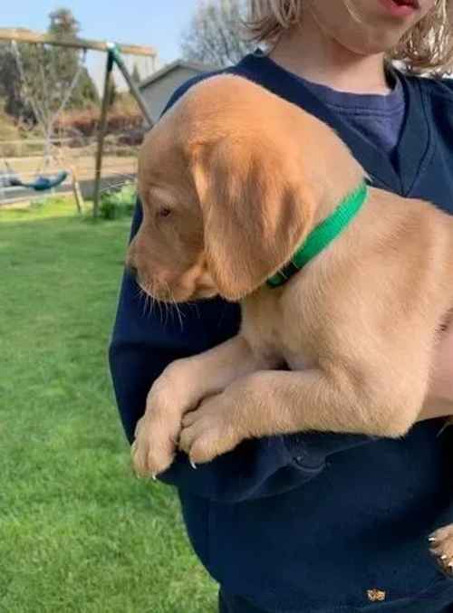 Beautiful Labrador Puppies - Fox Red for sale in Eastnor, Ledbury - Image 1