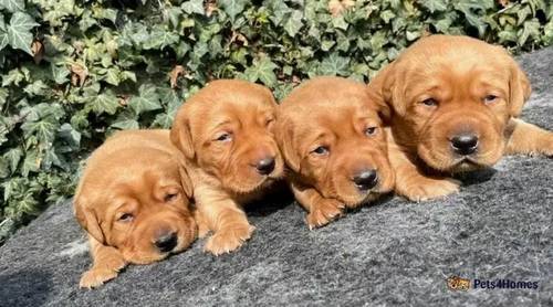 Fox red labs health tested parents for sale in Thorpe Hesley, South Yorkshire - Image 1