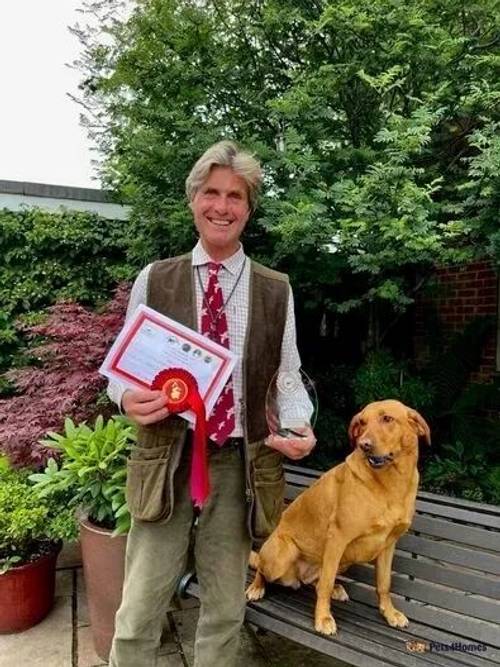 Fox red labs health tested parents for sale in Thorpe Hesley, South Yorkshire - Image 3