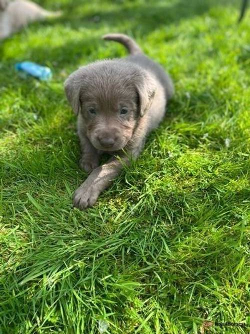 Kc reg Silver and Dilute Yellow/Champagn Labradors for sale in Mancetter, Atherstone - Image 1