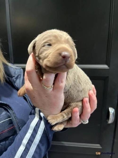 Kc reg Silver and Dilute Yellow/Champagn Labradors for sale in Mancetter, Atherstone - Image 4