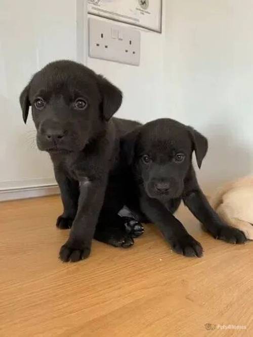 LABRADOR PUPPIES for sale in Doddington, March - Image 1