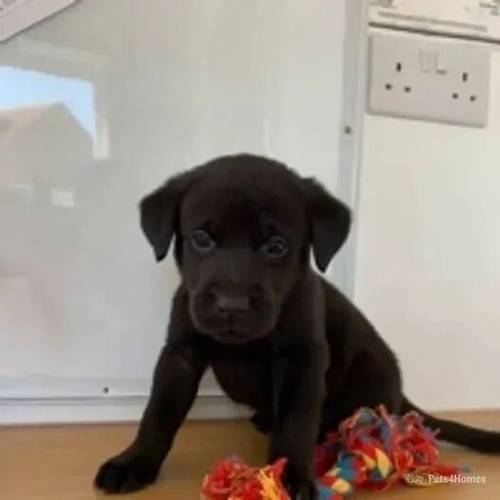 LABRADOR PUPPIES for sale in Doddington, March - Image 3