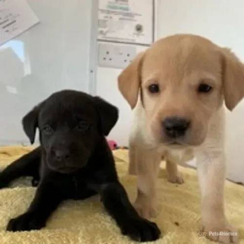 LABRADOR PUPPIES for sale in Doddington, March - Image 4