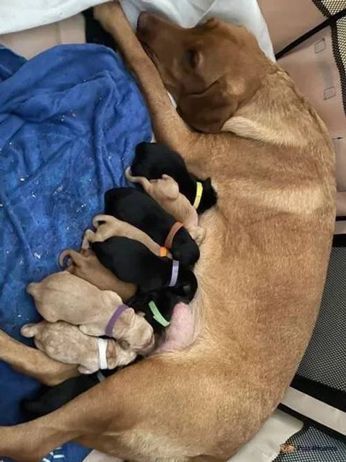 5th Generation KC Labradors FoxRed & Black Puppies for sale in Chelmsford, Essex - Image 1