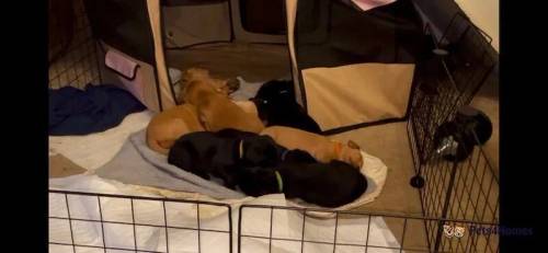 5th Generation KC Labradors FoxRed & Black Puppies for sale in Chelmsford, Essex - Image 2