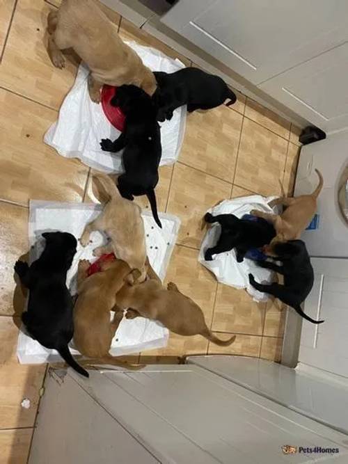 5th Generation KC Labradors FoxRed & Black Puppies for sale in Chelmsford, Essex - Image 4