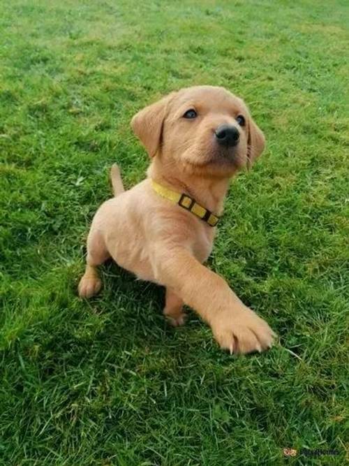 PEDIGREE FOXRED/YELLOW LAB PUPS for sale in Blencogo, Wigton - Image 2