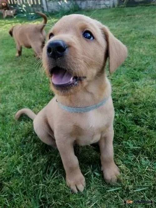 PEDIGREE FOXRED/YELLOW LAB PUPS for sale in Blencogo, Wigton - Image 4