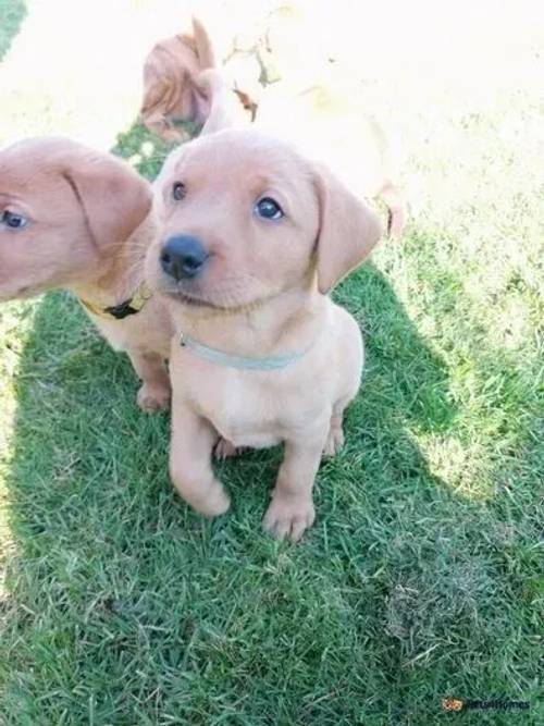 PEDIGREE FOXRED/YELLOW LAB PUPS for sale in Blencogo, Wigton - Image 5