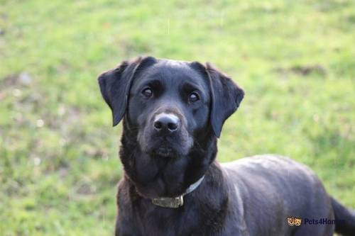 Fox Red and Black Labrador Puppies for sale in Totnes, Devon - Image 4