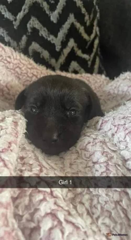 Kennel club registered Labrador puppies for sale in Harbledown, Canterbury - Image 2