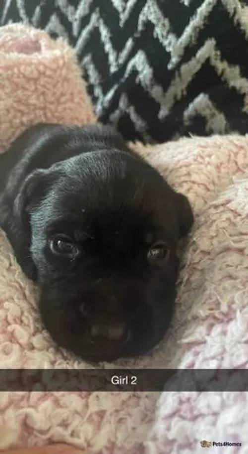 Kennel club registered Labrador puppies for sale in Harbledown, Canterbury - Image 3