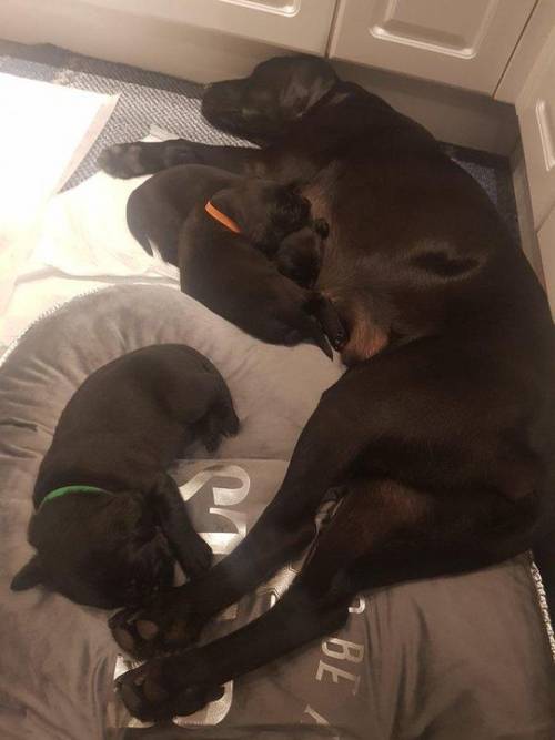 *Stunning kc reg labrador retriever black boy ready now* for sale in Preston Hull - Image 3