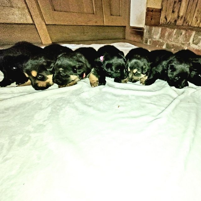 FARM BRED GERMAN SHEPHERD CROSS LABRADOR PUPPIES For Sale in Worksop ...