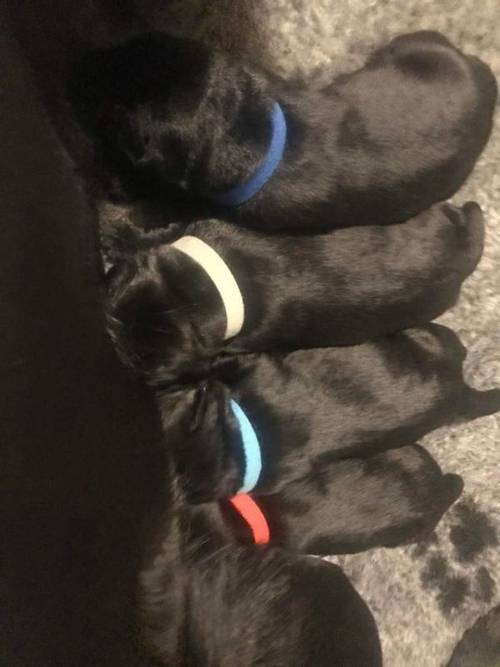 Beautiful Labrador Puppies For Sale in Guisborough, North Yorkshire