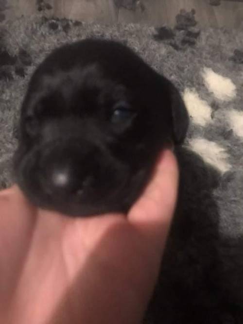 Beautiful Labrador Puppies For Sale in Guisborough, North Yorkshire