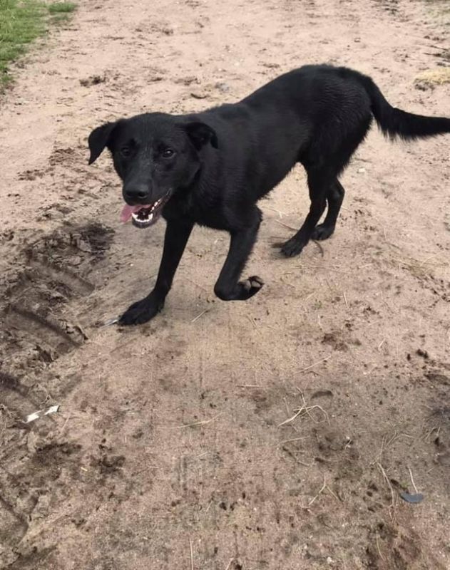 Labrador X Puppies Ready For Viewings Now For Sale in Feltwell, Norfolk