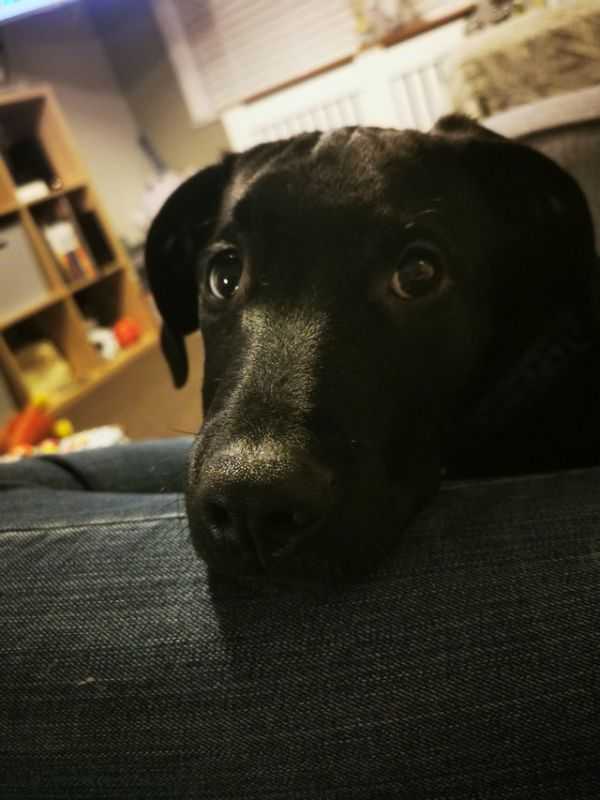 6 Month Old Lab X Lurcher Male For Sale in Barnsley, South Yorkshire