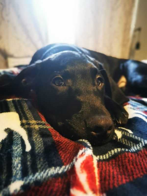 6 Month Old Lab X Lurcher Male For Sale in Barnsley, South Yorkshire