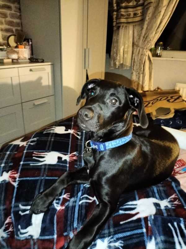 6 Month Old Lab X Lurcher Male For Sale in Barnsley, South Yorkshire