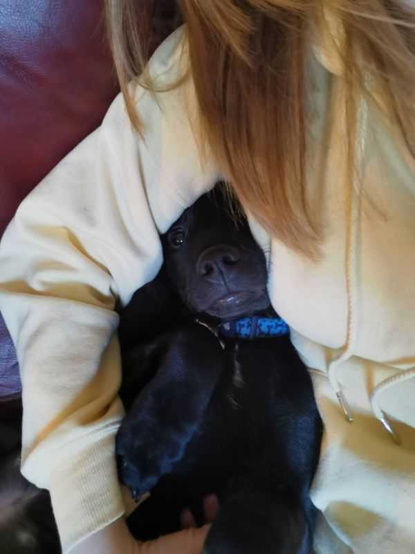 6 Month Old Lab X Lurcher Male For Sale in Barnsley, South Yorkshire