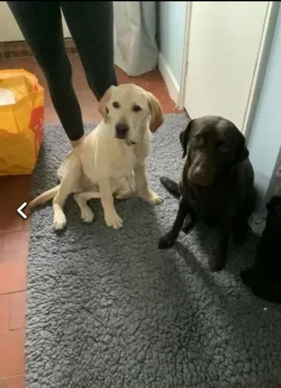 Kc Registered Labrador Retriever For Sale in Letchworth Garden City